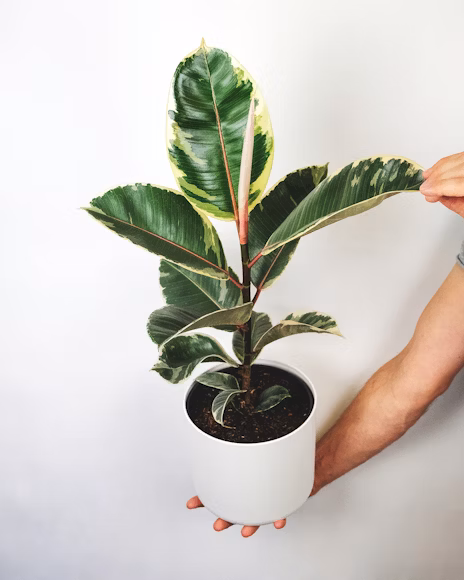Gomero Ficus