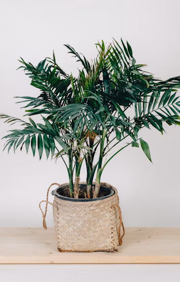 Palmera de interior