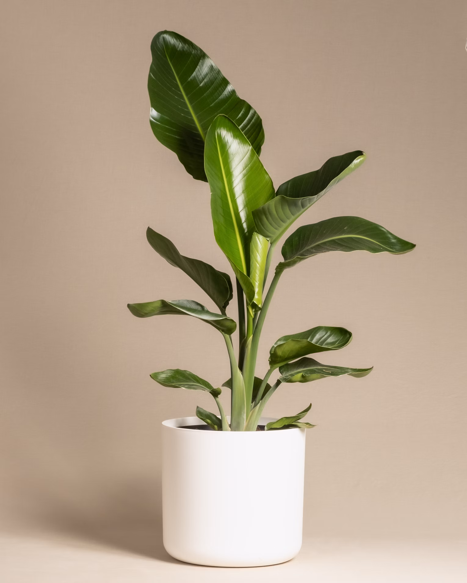 Platano del viajero