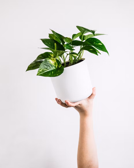 Pothus